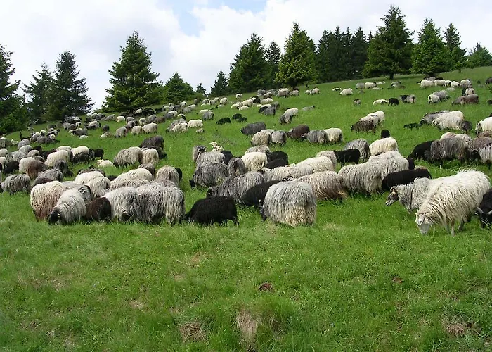 Preising Willingen (Upland)